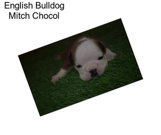 English Bulldog Mitch Chocol