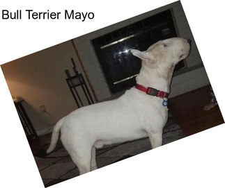 Bull Terrier Mayo