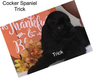 Cocker Spaniel Trick