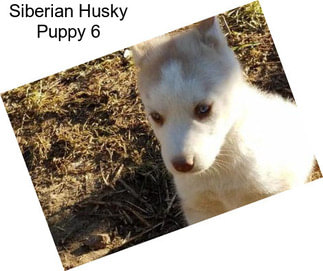 Siberian Husky Puppy 6
