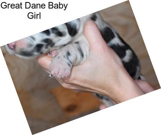 Great Dane Baby Girl