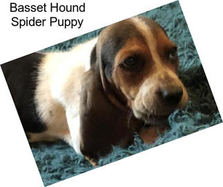 Basset Hound Spider Puppy