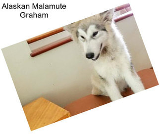 Alaskan Malamute Graham