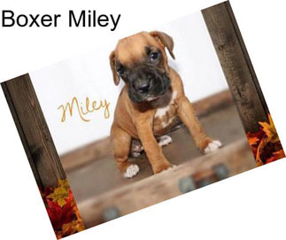 Boxer Miley
