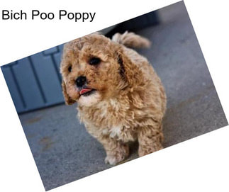 Bich Poo Poppy