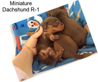 Miniature Dachshund R-1