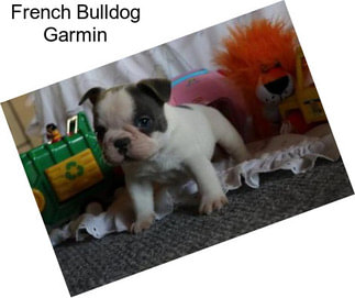 French Bulldog Garmin