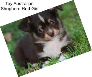 Toy Australian Shepherd Red Girl