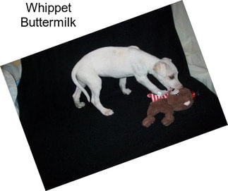 Whippet Buttermilk