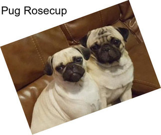 Pug Rosecup