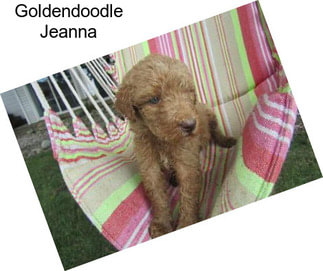 Goldendoodle Jeanna