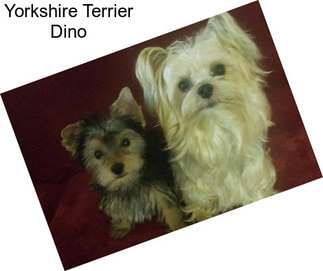 Yorkshire Terrier Dino