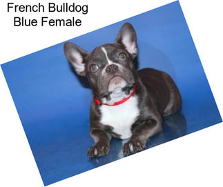French Bulldog Blue Female
