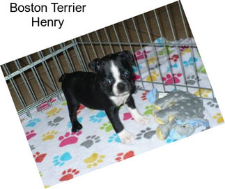 Boston Terrier Henry