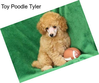 Toy Poodle Tyler