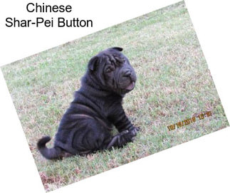 Chinese Shar-Pei Button