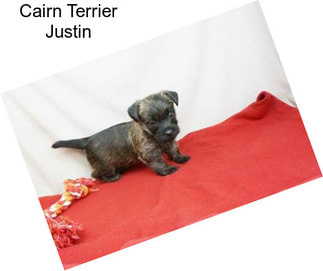 Cairn Terrier Justin