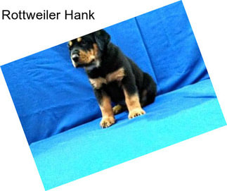 Rottweiler Hank