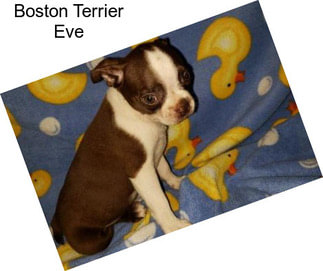 Boston Terrier Eve
