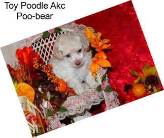 Toy Poodle Akc Poo-bear