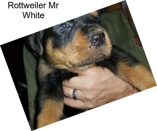 Rottweiler Mr White