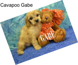 Cavapoo Gabe