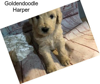 Goldendoodle Harper