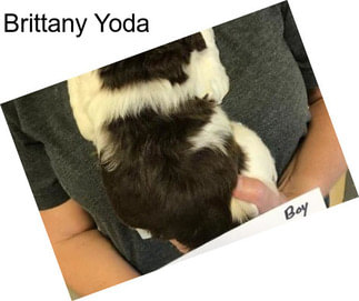 Brittany Yoda