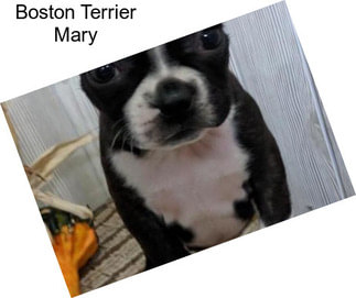 Boston Terrier Mary