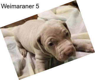 Weimaraner 5