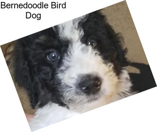 Bernedoodle Bird Dog