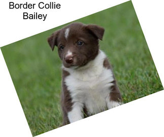 Border Collie Bailey