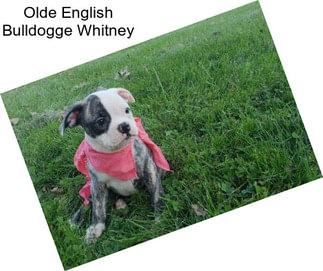 Olde English Bulldogge Whitney