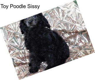 Toy Poodle Sissy
