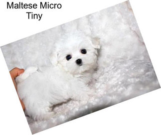 Maltese Micro Tiny