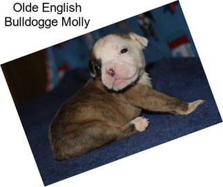 Olde English Bulldogge Molly