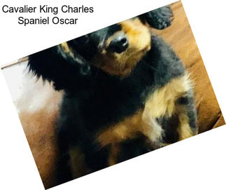 Cavalier King Charles Spaniel Oscar