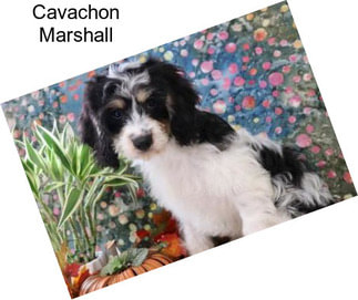 Cavachon Marshall