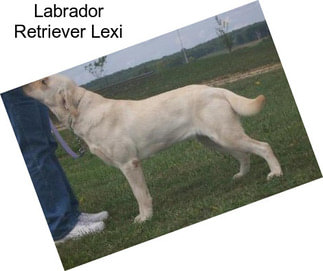 Labrador Retriever Lexi