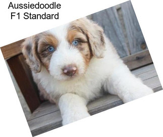 Aussiedoodle F1 Standard