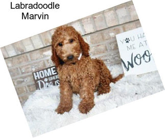 Labradoodle Marvin