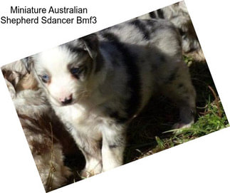 Miniature Australian Shepherd Sdancer Bmf3