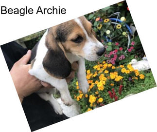 Beagle Archie
