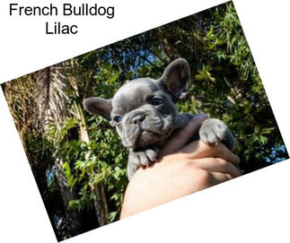 French Bulldog Lilac