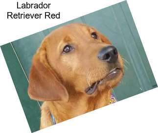 Labrador Retriever Red