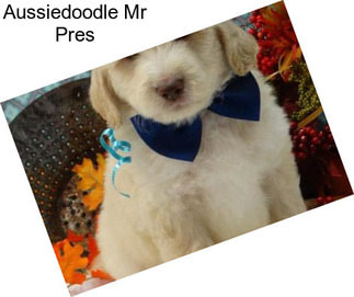 Aussiedoodle Mr Pres