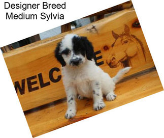 Designer Breed Medium Sylvia