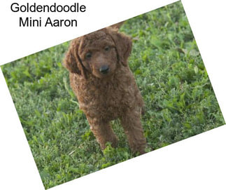 Goldendoodle Mini Aaron