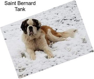 Saint Bernard Tank