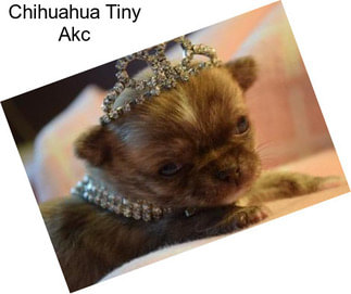 Chihuahua Tiny Akc